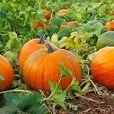 Lever Farms Fall Fun photo