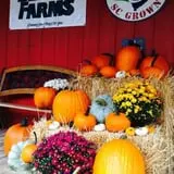 Lever Farms Fall Fun photo