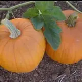Lever Farms Fall Fun photo