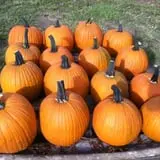 Lever Farms Fall Fun photo