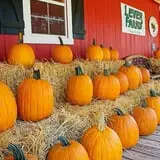 Lever Farms Fall Fun photo