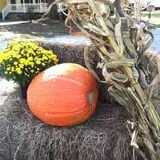 Lever Farms Fall Fun photo