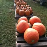 Lever Farms Fall Fun photo