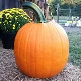Lever Farms Fall Fun photo