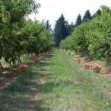 Royal Farms Fresh Market & Winery photo