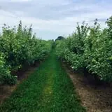 Royal Farms Fresh Market & Winery photo