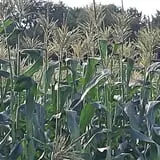 Meyer's Farm Market photo