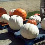 Meyer's Farm Market photo