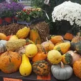 Fair Weather Acres Fall Festival photo