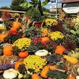 Fair Weather Acres Fall Festival photo