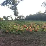 Fair Weather Acres Fall Festival photo