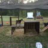 Fair Weather Acres Fall Festival photo