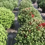 Christ Orchard photo