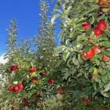 Christ Orchard photo