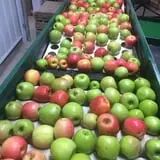 Christ Orchard photo