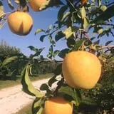 Christ Orchard photo