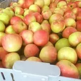 Christ Orchard photo