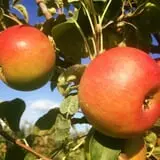Christ Orchard photo