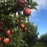 Christ Orchard photo