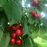 Christ Orchard photo