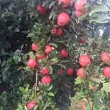 Christ Orchard photo