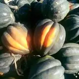 Christ Orchard photo