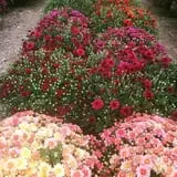 Christ Orchard photo
