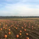 Morris Farm Market photo