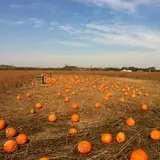 Morris Farm Market photo
