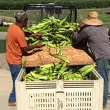 Barton Orchards photo