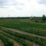 Barton Orchards photo