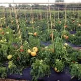 Barton Orchards photo