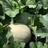 Barton Orchards photo