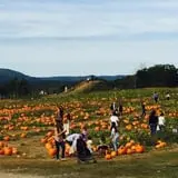 Barton Orchards photo