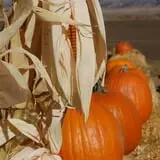 Bozeman Maze photo