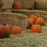 Bozeman Maze photo