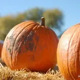Bozeman Maze photo