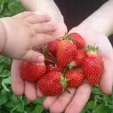 Minnesota Fresh Farm photo