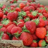Minnesota Fresh Farm photo