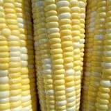 Minnesota Fresh Farm photo