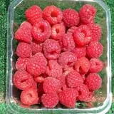 Minnesota Fresh Farm photo