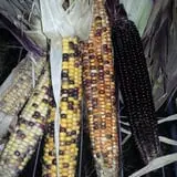 Minnesota Fresh Farm photo