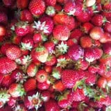 Minnesota Fresh Farm photo