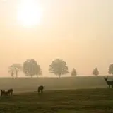,