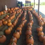 The Pumpkin Peddler photo
