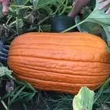 The Pumpkin Peddler photo
