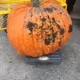 The Pumpkin Peddler photo