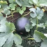 The Pumpkin Peddler photo