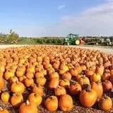 The Pumpkin Peddler photo