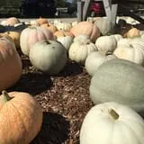 The Pumpkin Peddler photo